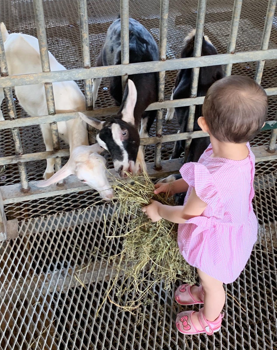Hay Dairies 羊奶农场